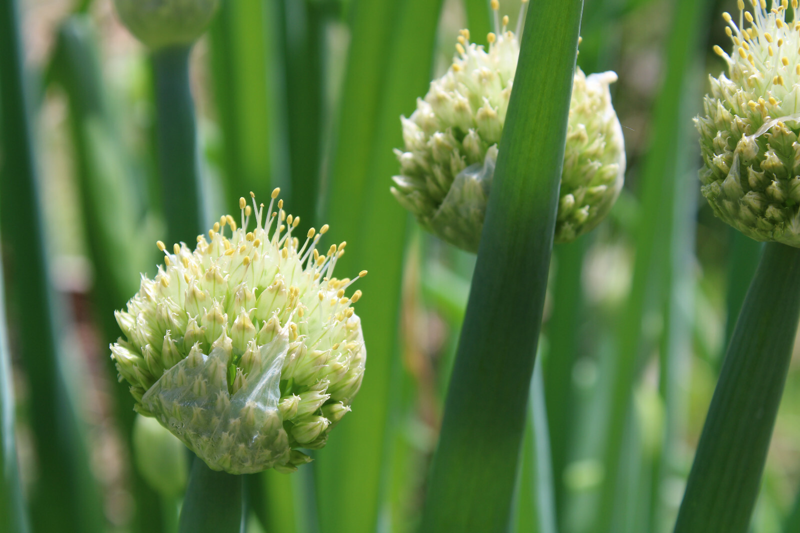 1000 Japanese Evergreen White Stem Green Onion Seeds, Scallion Bunching Allium