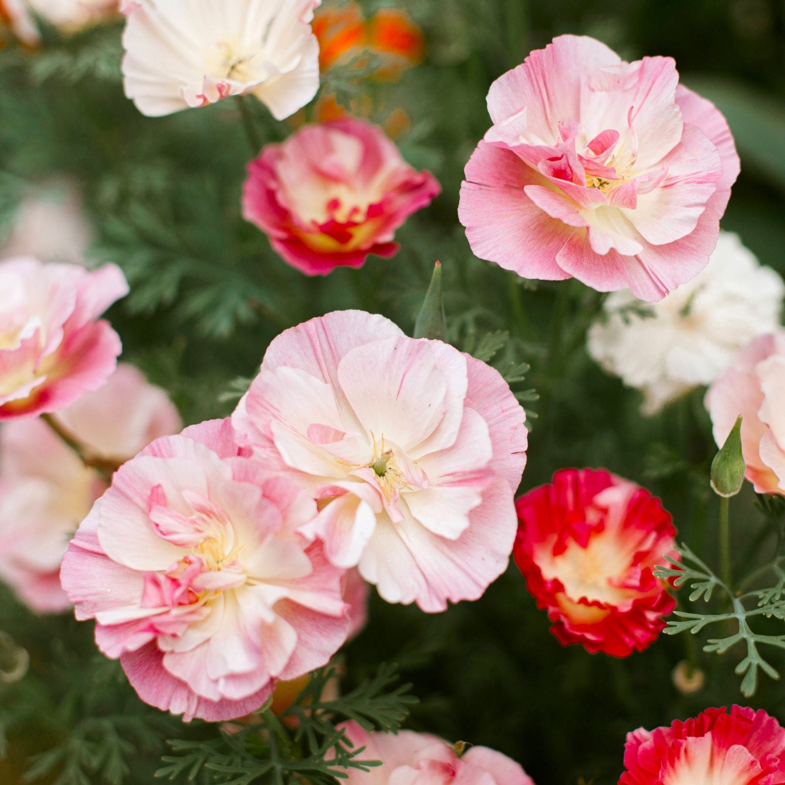 Mr. Fothergill’s California Poppy Pink Seed Oh Sow Simple, Easy to Grow