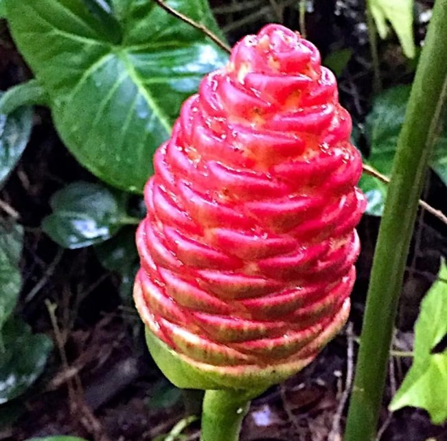 Pack 10 Shampoo Ginger Roots for Growing Perennial Garden, Awapuhi Zingiber