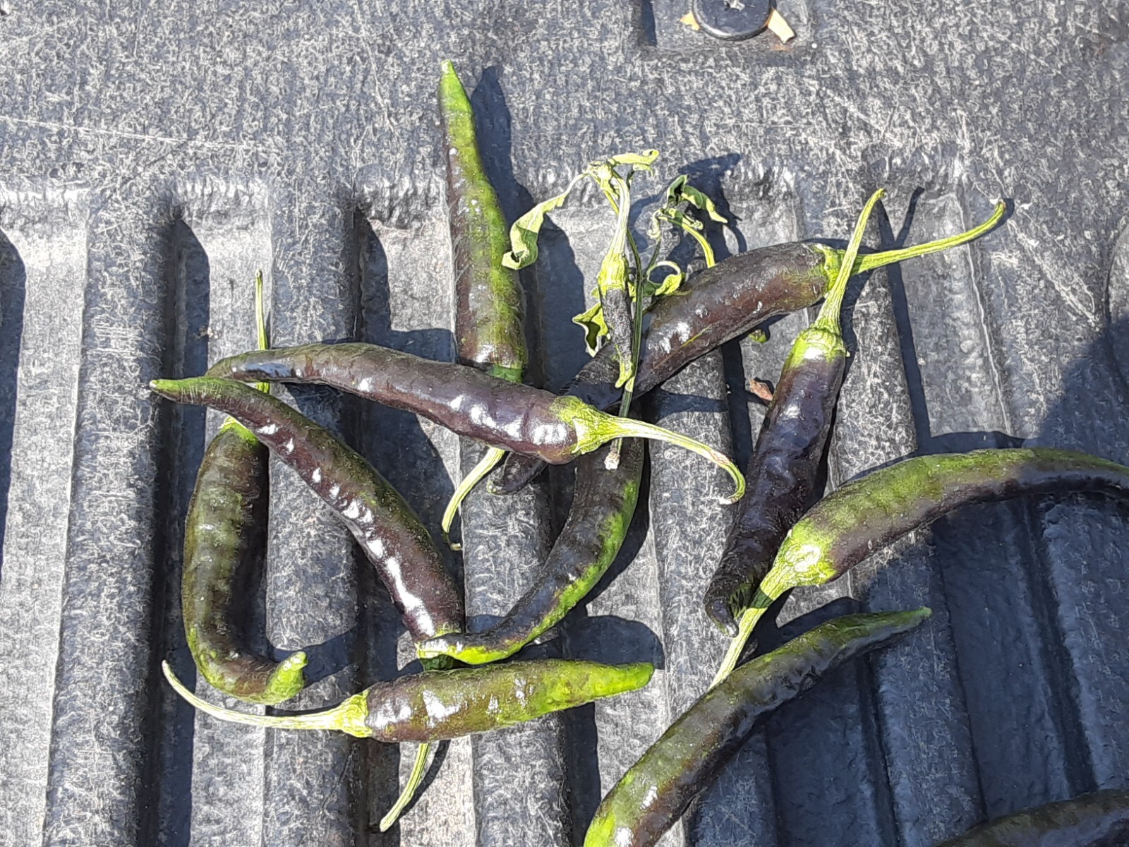 “Motown Magic” Hot Chili Pepper Seeds x30 MIX – Michigan Grown! Organic, Non-GMO