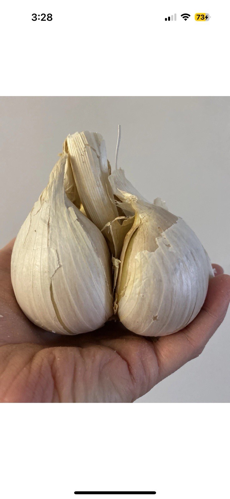 Elephant Garlic Bulbs 3 Large Size! Great for Eating Or Planting Spring To Fall