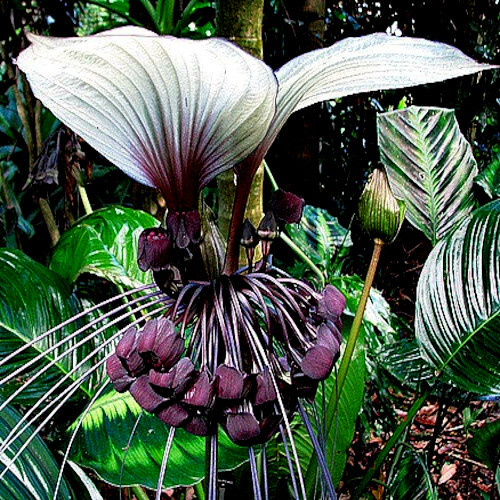 10 White Bat Orchid Flower Seeds (Tacca Integrifolia) Exotic Tropical Houseplant
