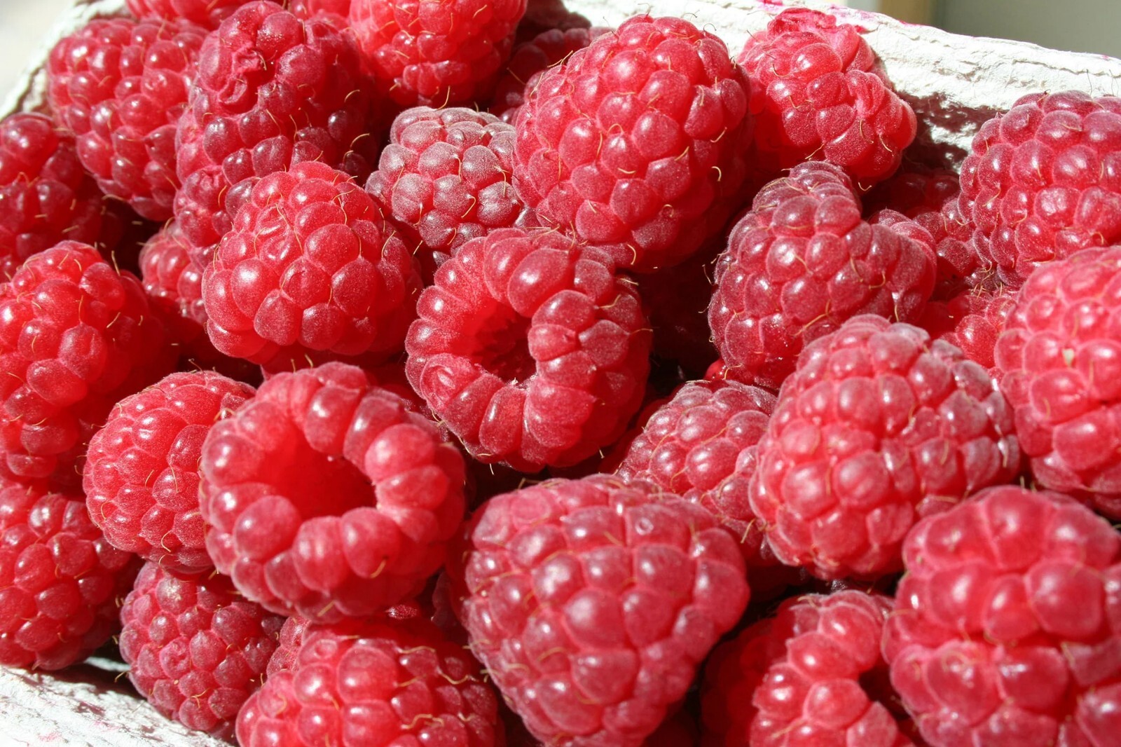 25+ Red Raspberry seeds, Non GMO, USA SELLER, Fast Shipping.