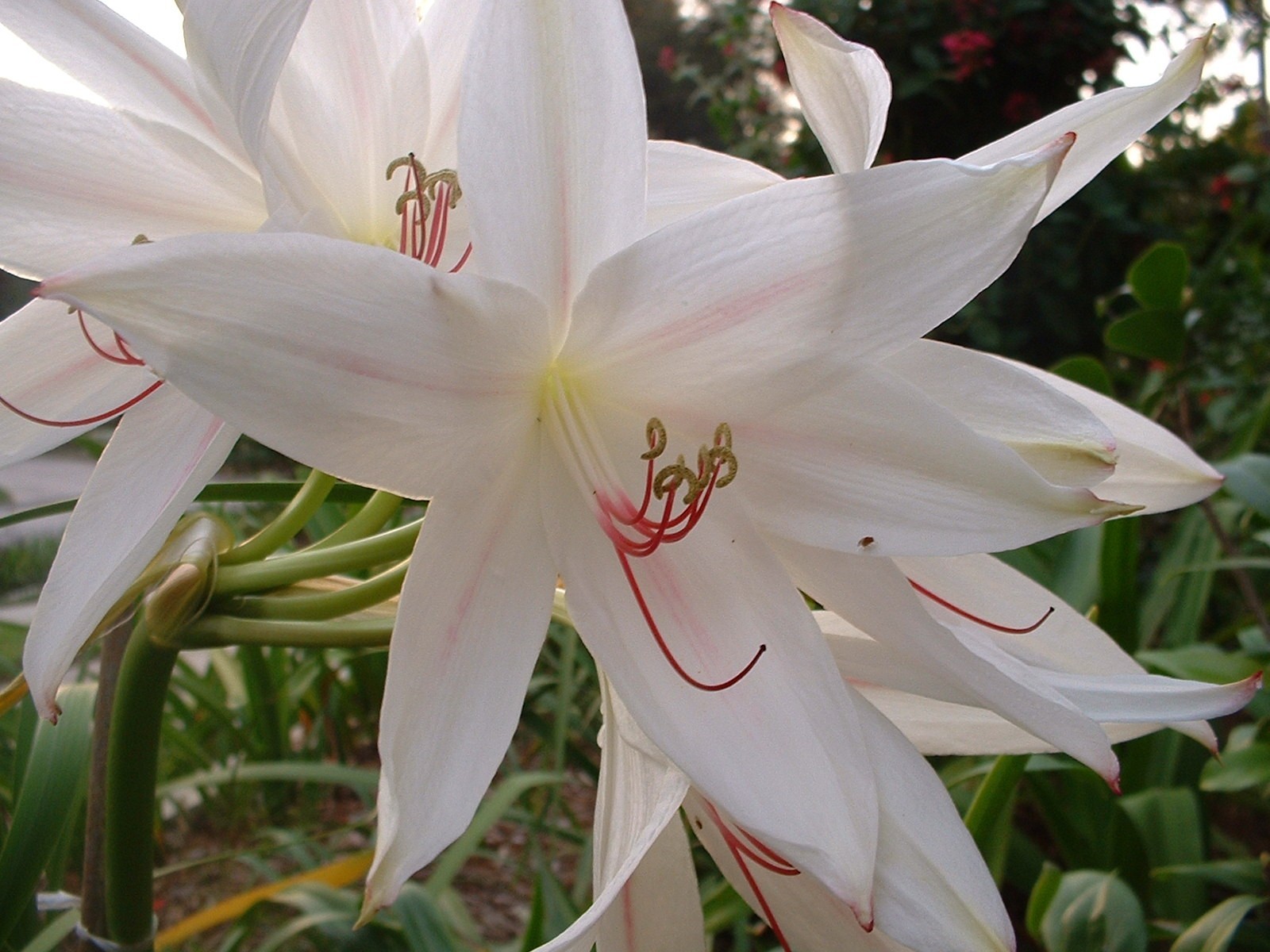 Crinum Lily, digweedii ‘Gonzalez’, medium-size bulb – NEW very tall