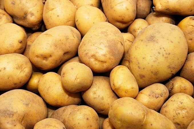 Kennebec Seed Potatoes for Planting (5 Pounds)