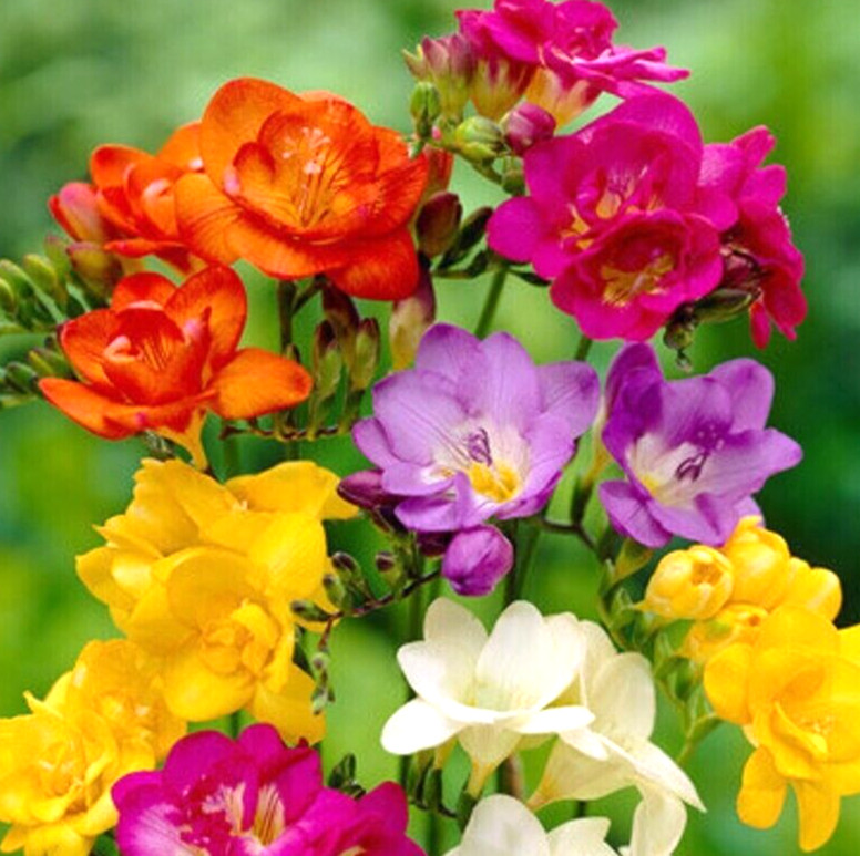 Freesia SINGLE MIX 10 Live Flower Plant Bulbs Fragrant Easy Garden Pink Blue