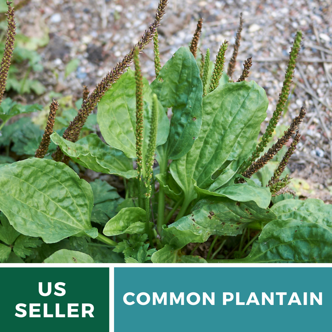 Plantain, Common – 100 Seeds – Culinary & Medicinal Herb (Plantago Major)