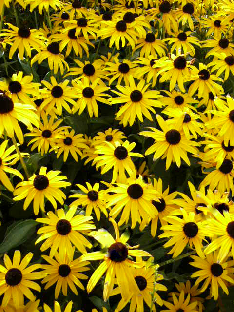 Black Eyed Susans, Heirloom Daisy Seeds, Non-Gmo Perennial Wildflowers 100 Ct