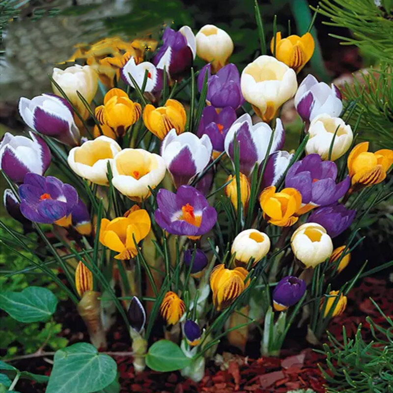 25pc CROCUS SAFFRON SEEDS Garden Plant Flower exotic USA seller FREE shipping