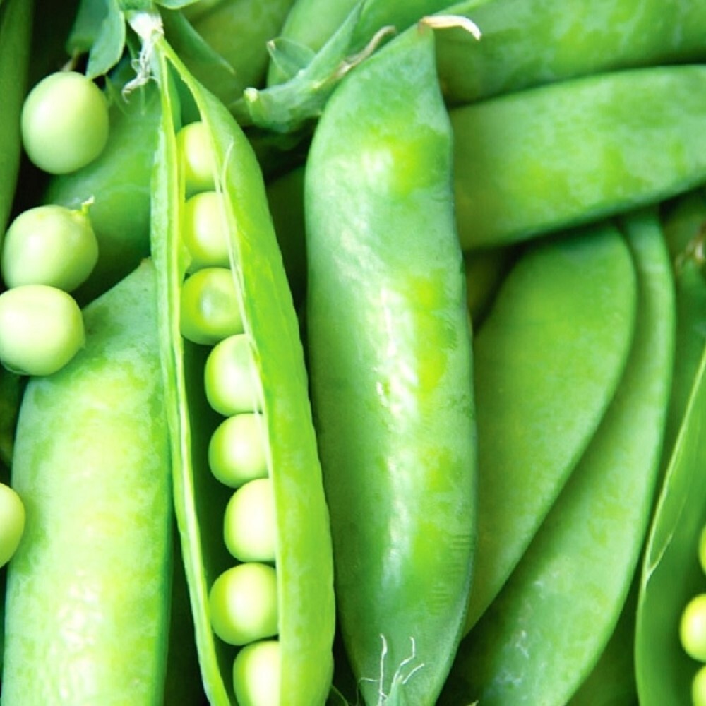 Lincoln Pea Seeds | NON-GMO Pea Seeds | Fresh Heirloom Garden Seeds