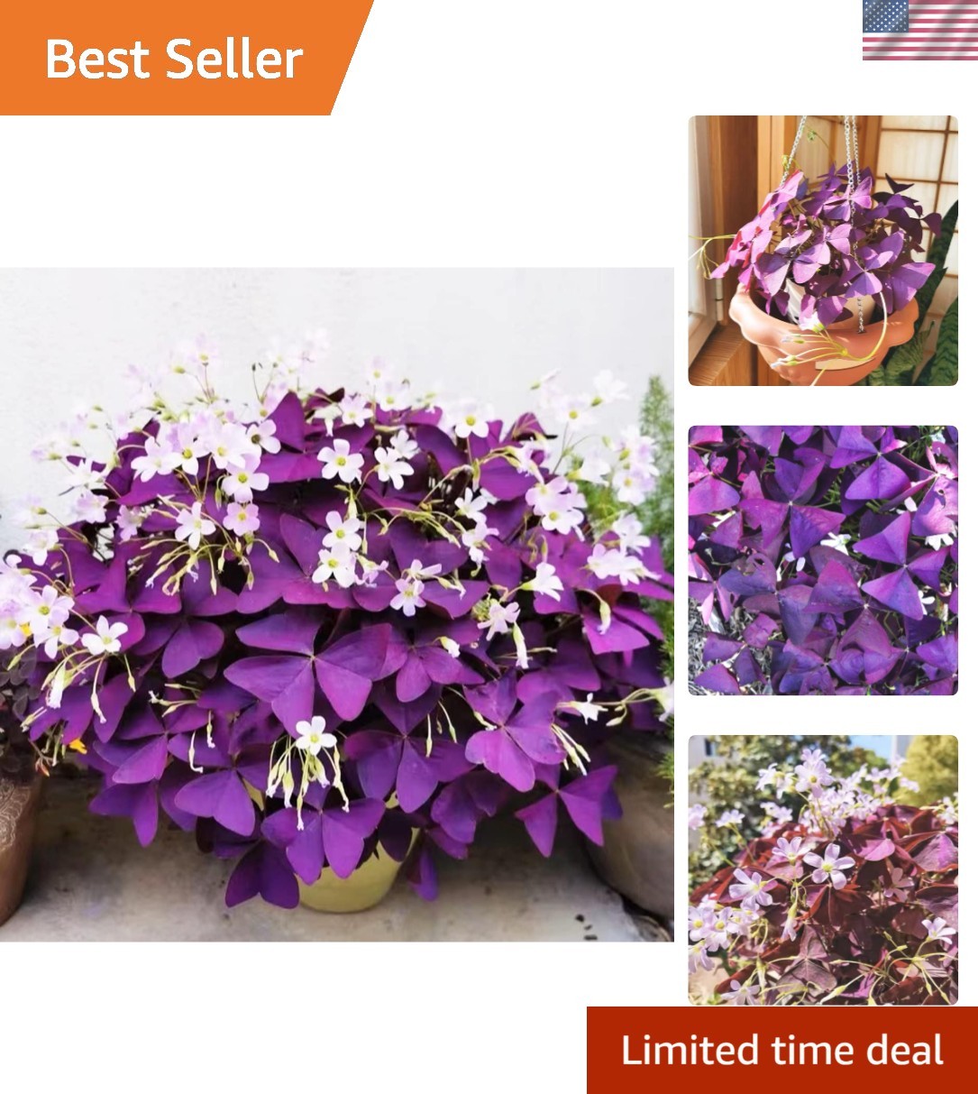 Oxalis Triangularis – 12+ Healthy Purple Shamrock Flower Bulbs for Easy Planting