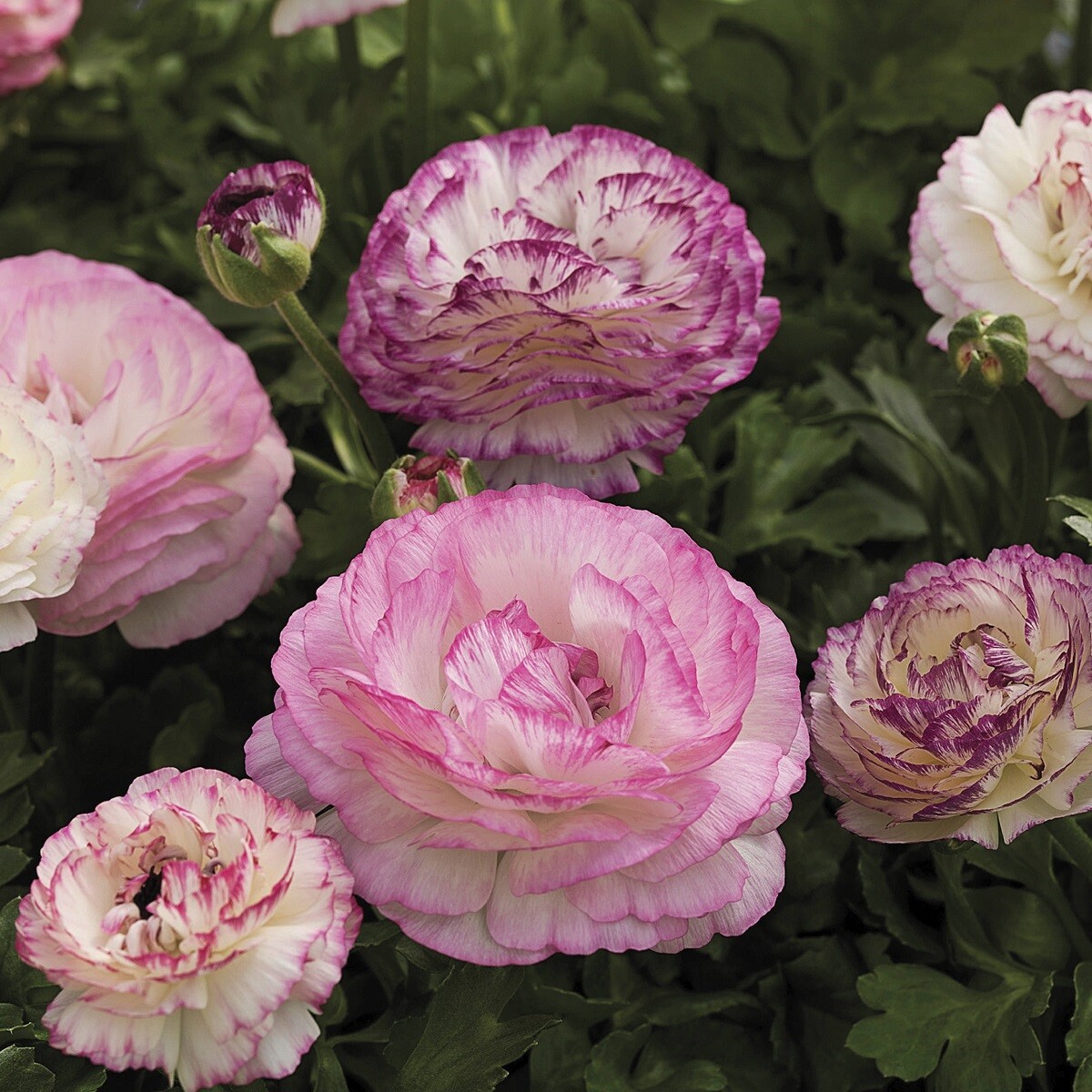 Ranunculus Seeds Mache Bicolor Mix 25 Pelleted Seeds