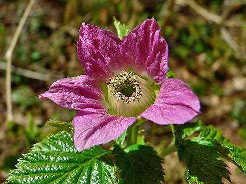 Rubus spectabilis | Salmonberry | 10 Seeds