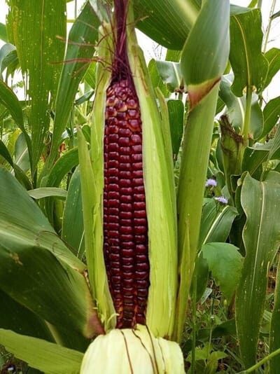 Purple Waxy Sticky Rice Corn Seeds Hạt Bắp Nếp Trắng Tím 1oz-100 Seeds Us Seller