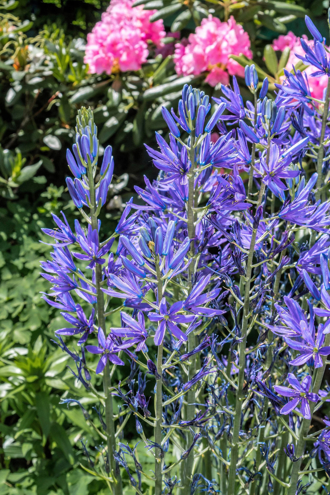 20 Blue LARGE CAMAS Camassia Leichtlinii Quamasia Great Camass Flower Seeds