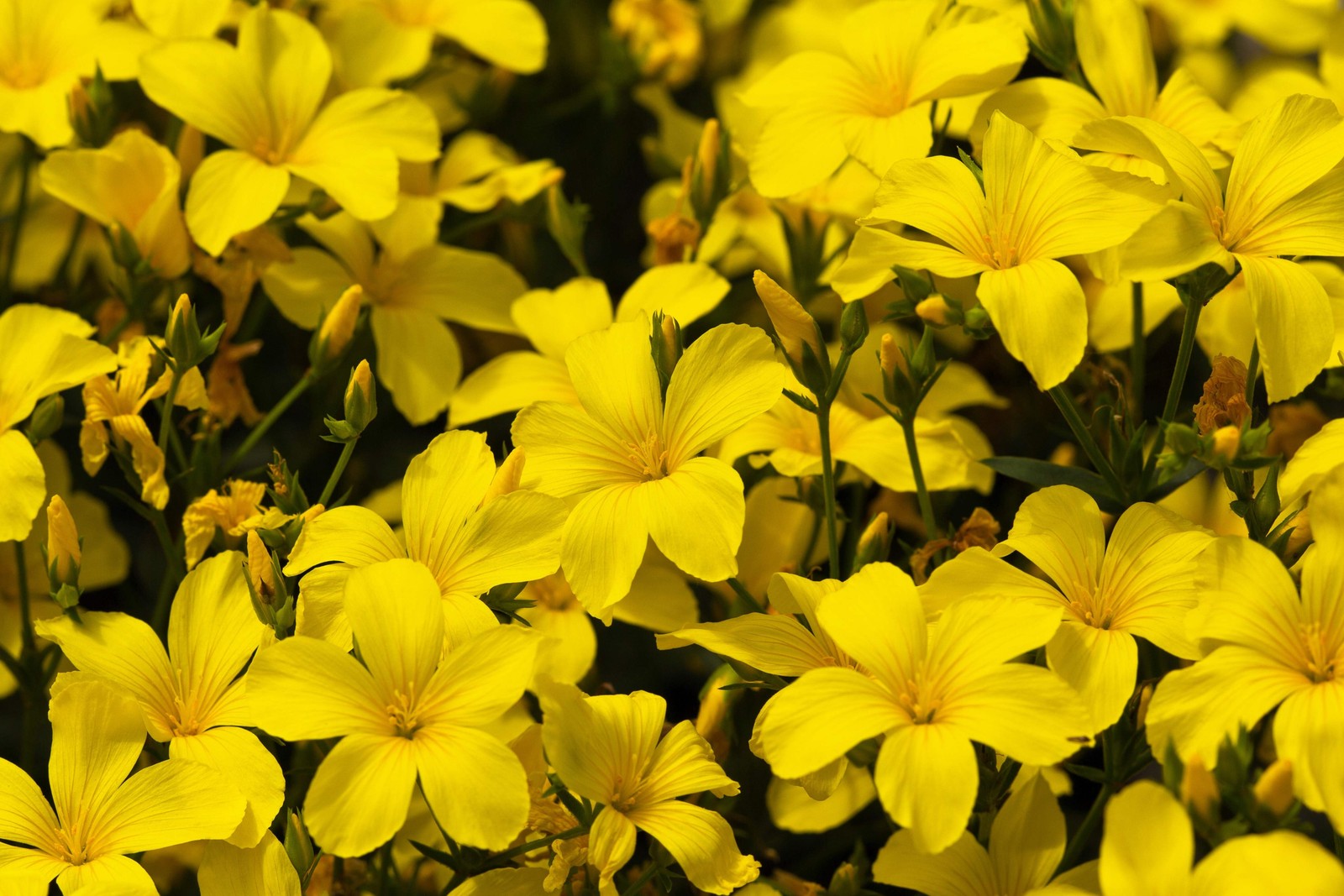 500 Organic GOLDEN FLAX Yellow Linseed Common Linum Flavum Flower Seeds