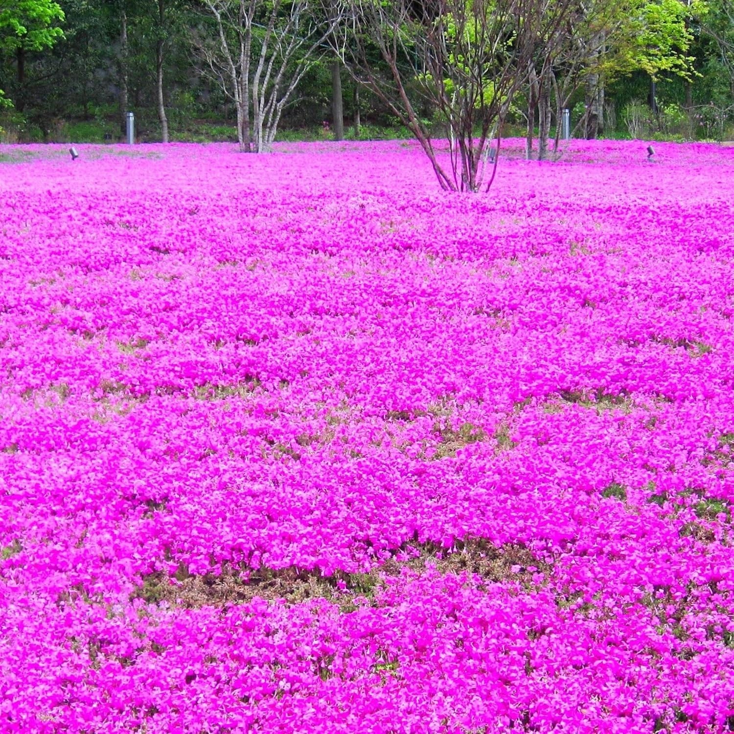CarpetC 1000+ Creeping Phlox Seeds for Planting, Ground Cover Purple Flowers Sta