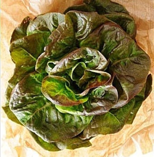 3000 BRONZE MIGNONETTE LETTUCE Butterhead Lactuca Sativa Vegetable Seeds *CombSH