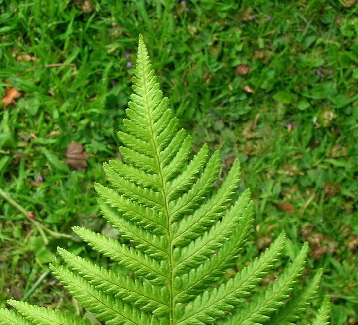 1 Lady Fern Athyrium filix-femina Wildflower garden Dormant Bare root crown