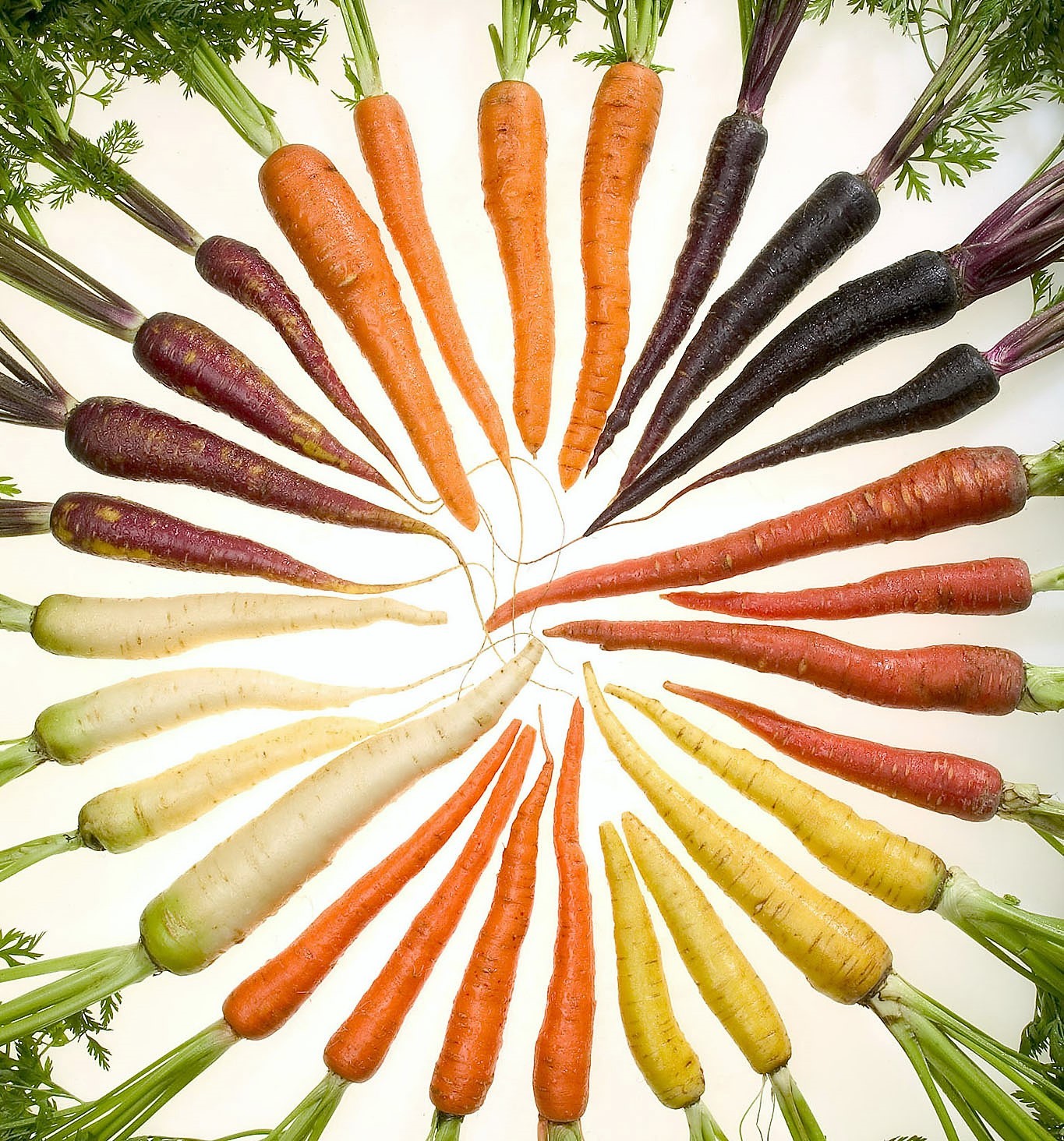 500 RAINBOW CARROT MIX White Red Yellow Purple Orange Daucus Carrota Seeds