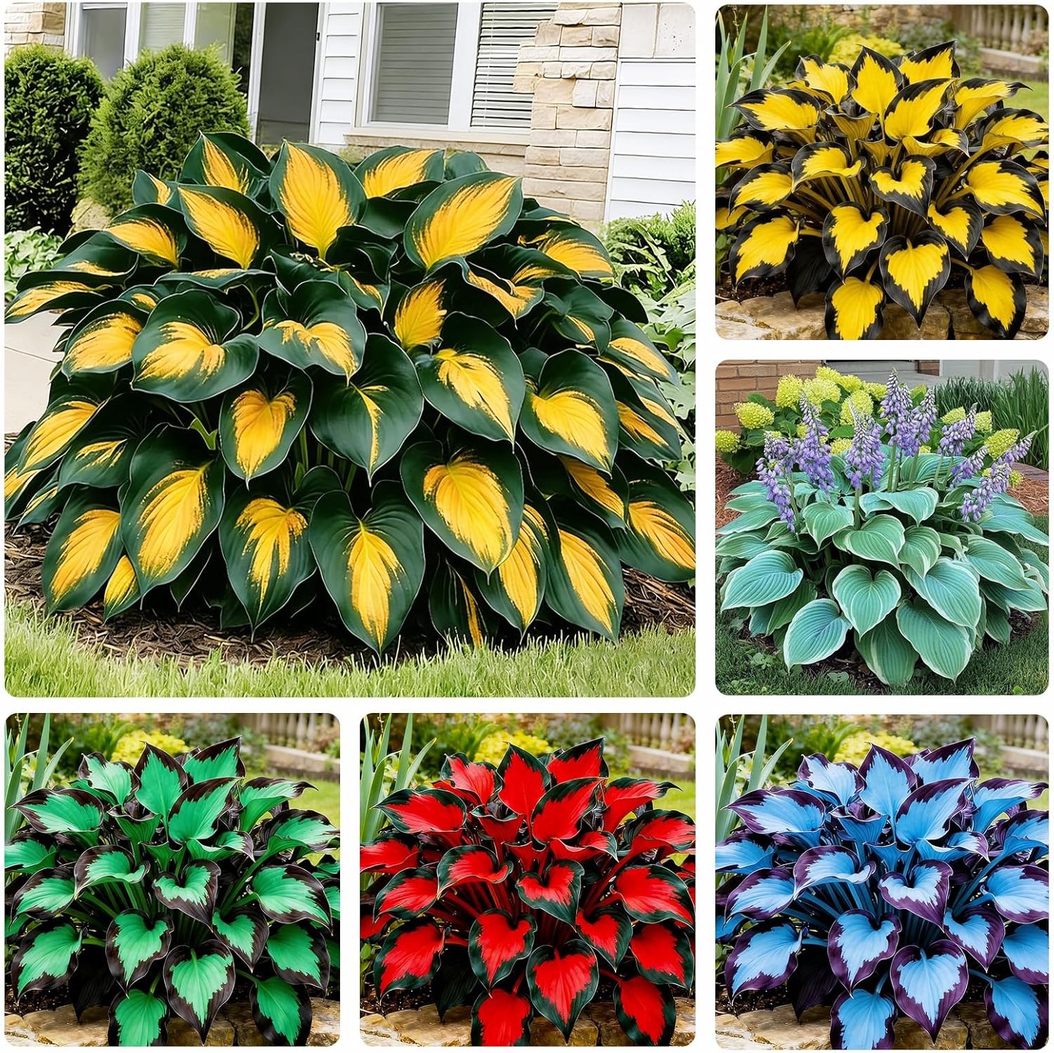170+ Mixed Hosta Seeds for Perennial Shade Garden Planting