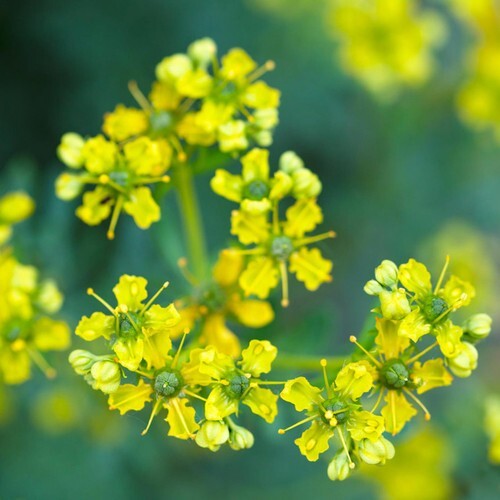 Rue (Ruta graveolens), SEEDS