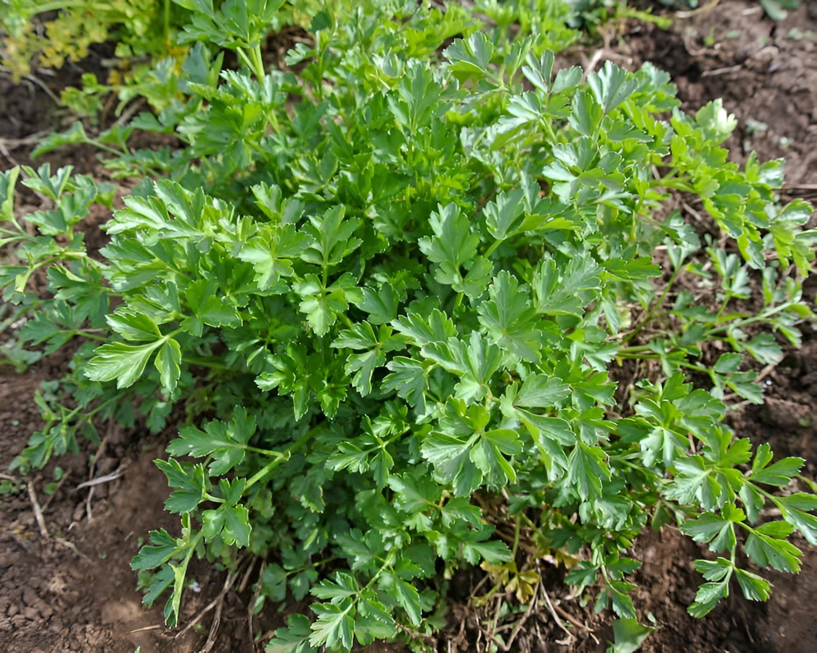 750 Heirloom Italian Giant Parsley Seeds – Flat Leaf – Herb – NonGMO Organic