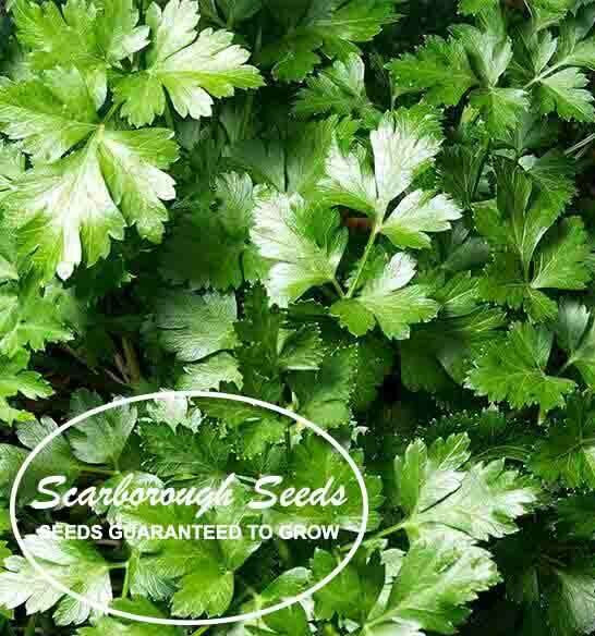 SCARBOROUGH SEEDS Italian Parsley 500 Seeds Non-GMO Fresh Garden Seeds