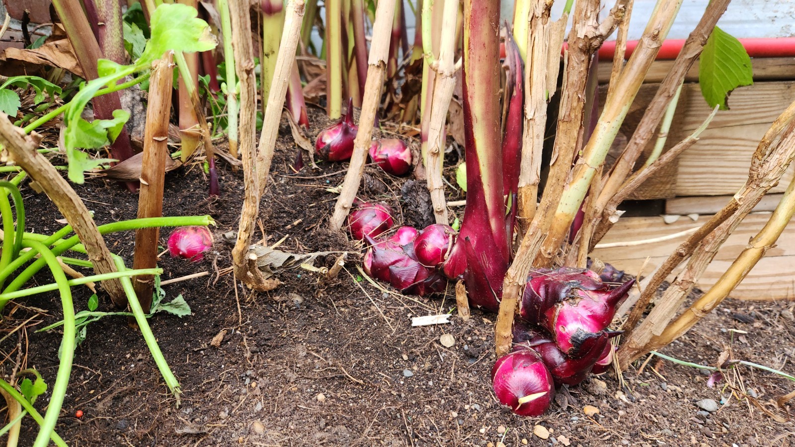 Huge, 12-15 ‘ Red Canna Lily 12 Total Rhizomes