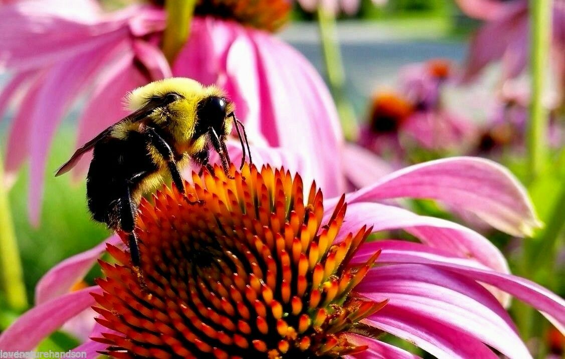 70 Echinacea Rudbeckia Purpurea Purple Coneflower Seeds~NY Botanical Garden Club