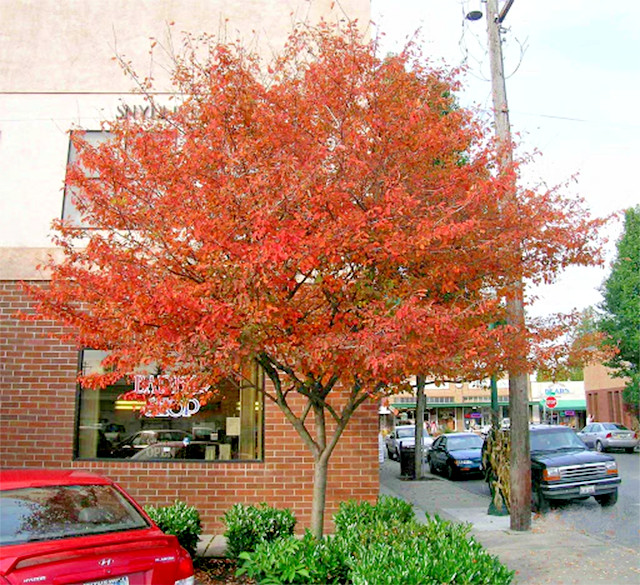 Fire Cherry | Premium Seeds | Prunus pensylvanica ‘Fruit’ | Plants’®