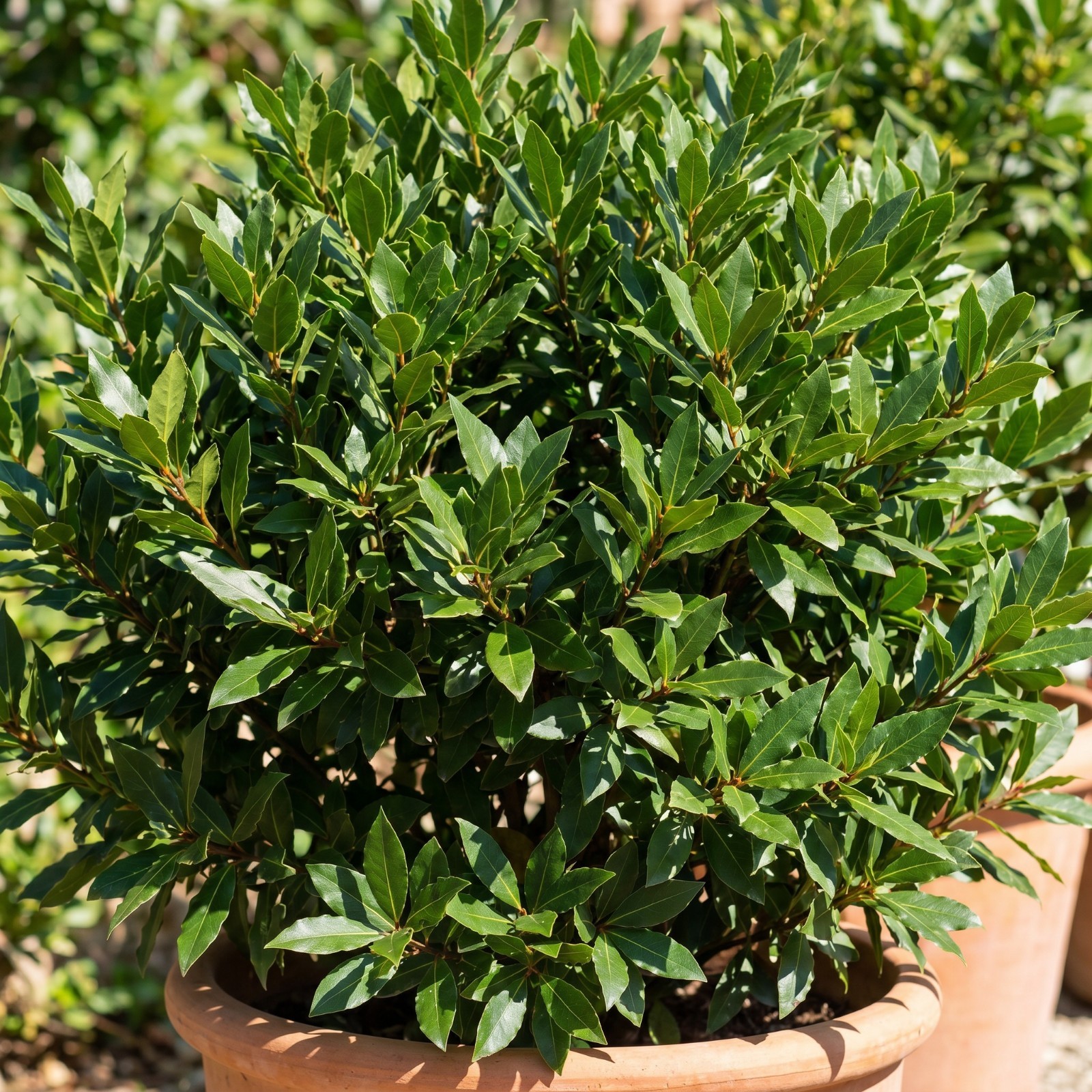 Bay Leaf Live Plant 4-7 Inches Tall Sweet Laurus Nobilis Tree