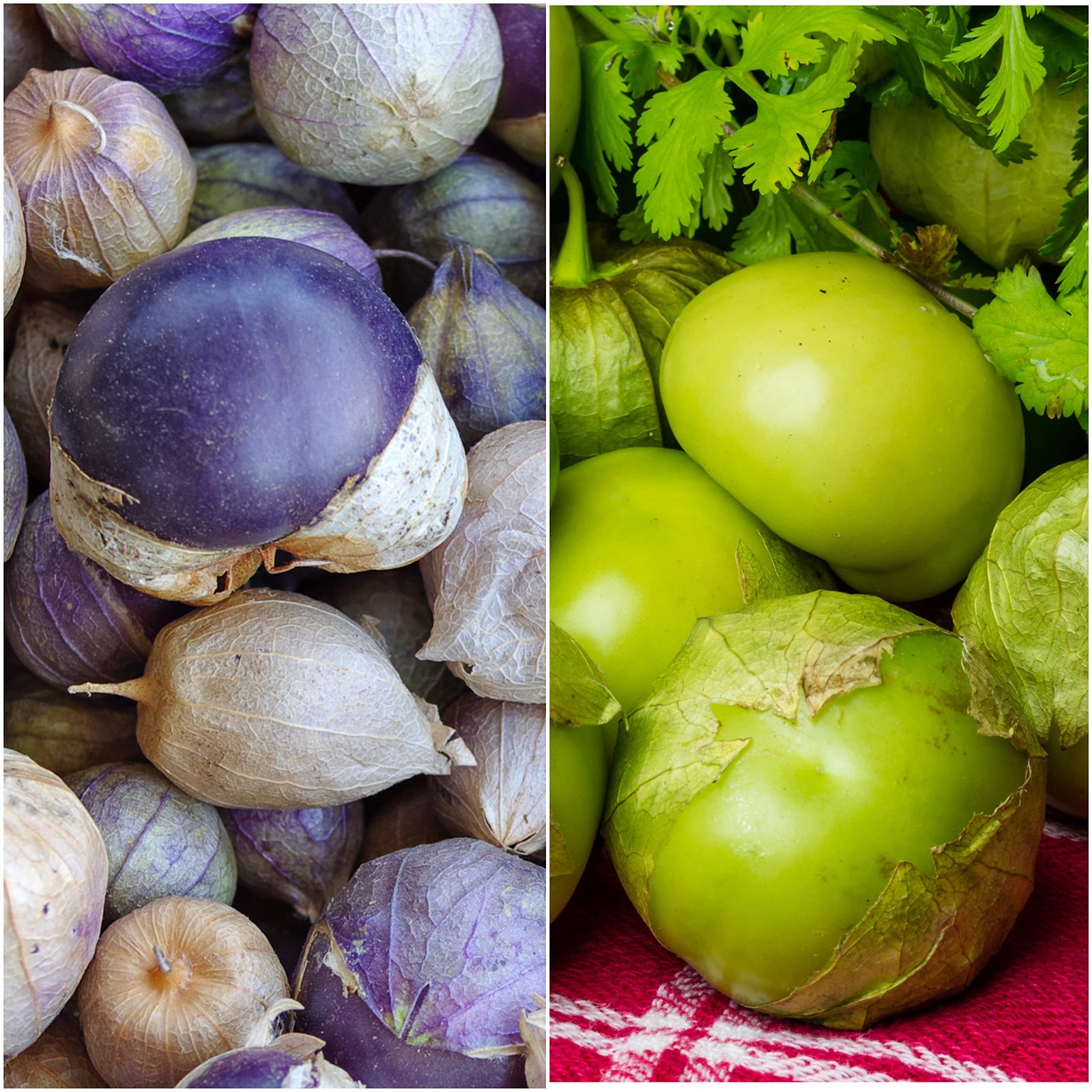 Tomatillo Seeds Variety Pack – Heirloom Non-GMO Seeds for Outdoor Gardening