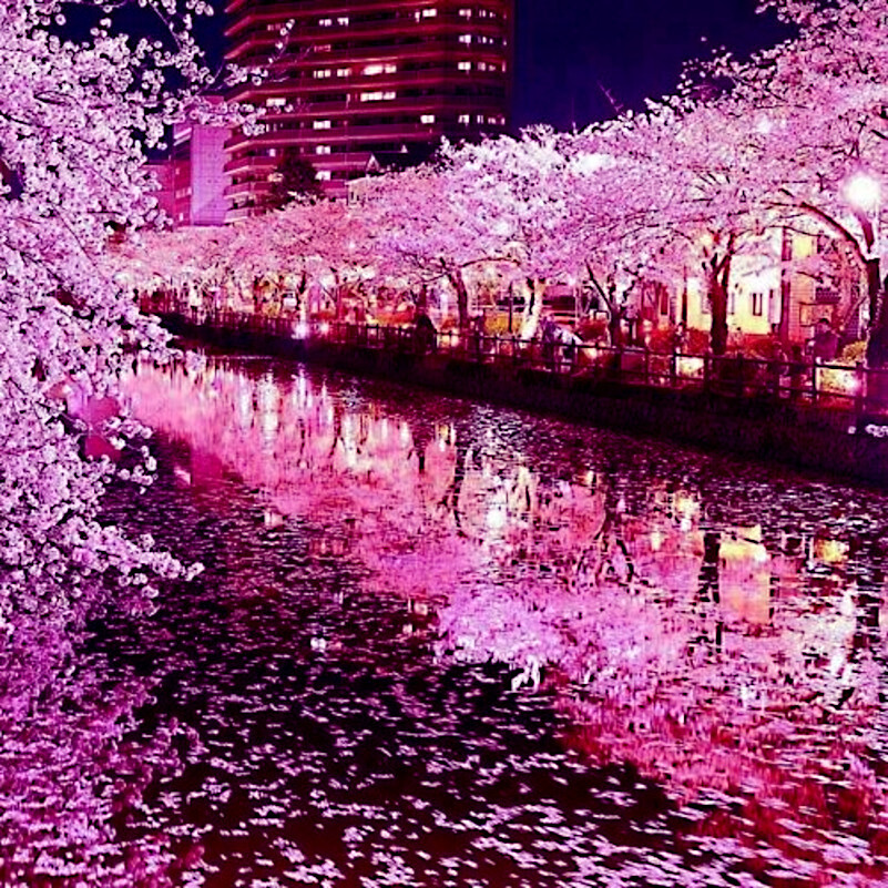 JAPANESE SAKURA CHERRY BLOSSOM TREE SEEDS (Prunus sargentii) Hardy Flower Plant
