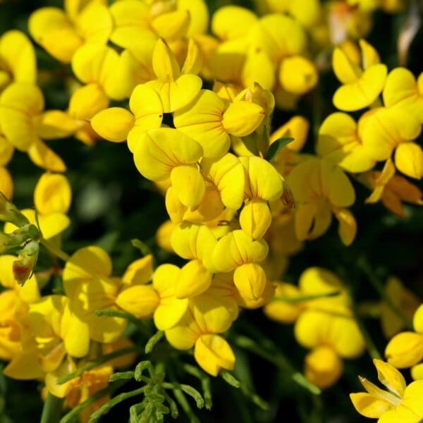 Bird’s Foot Trefoil Seeds 300+ Lotus Corniculatus Flower PERENNIAL USA FREE S&H