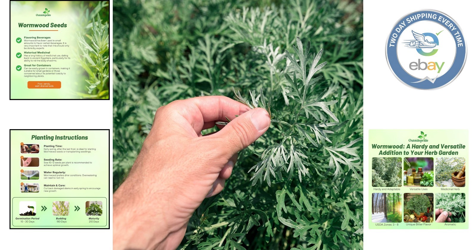 Low-Maintenance Wormwood Seeds – 5000 Pcs for Wildlife-Friendly Gardens