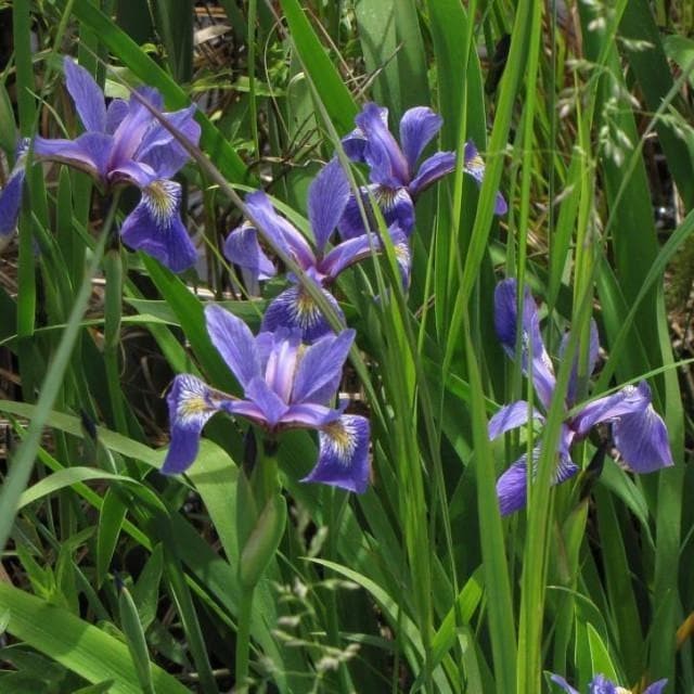 Blue Flag Iris – Ground Cover/(Iris Versicolor) Bare-root- Rizomes
