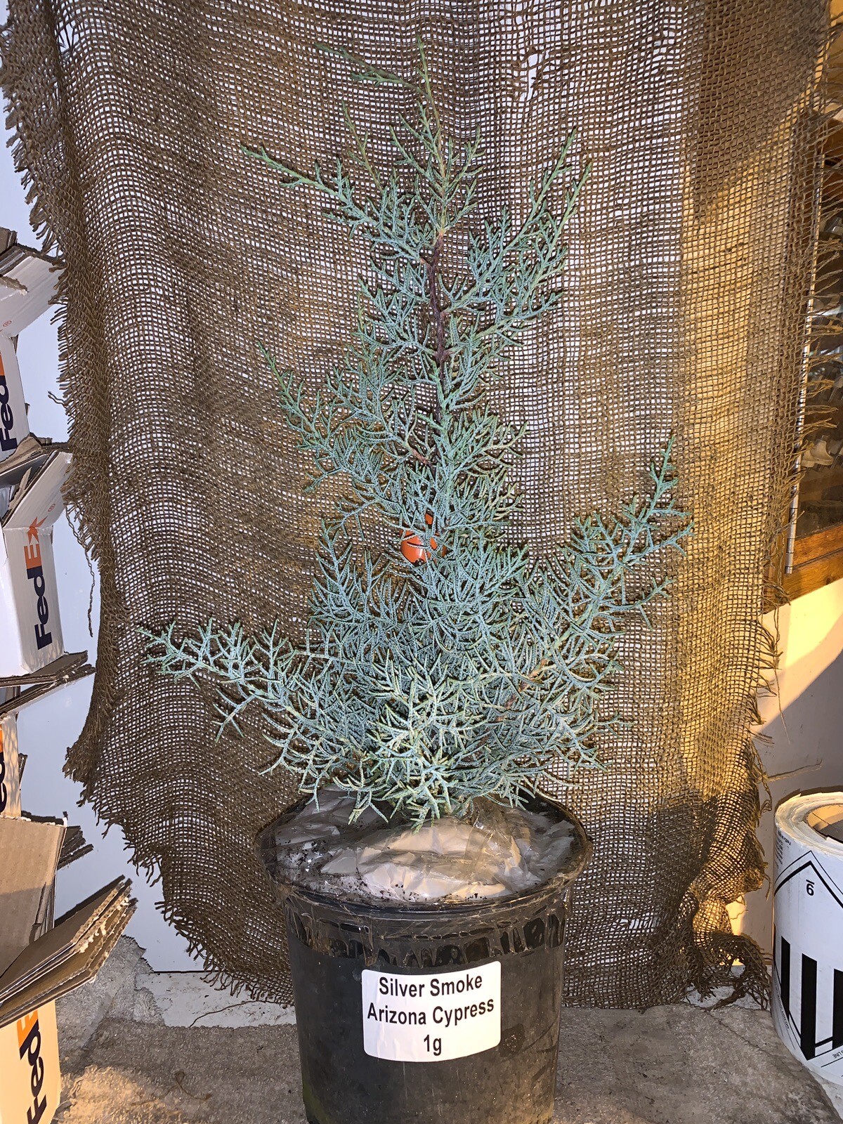 Silver Smoke Arizona Cypress – 1 Gallon Pot size 16-22 inches tall