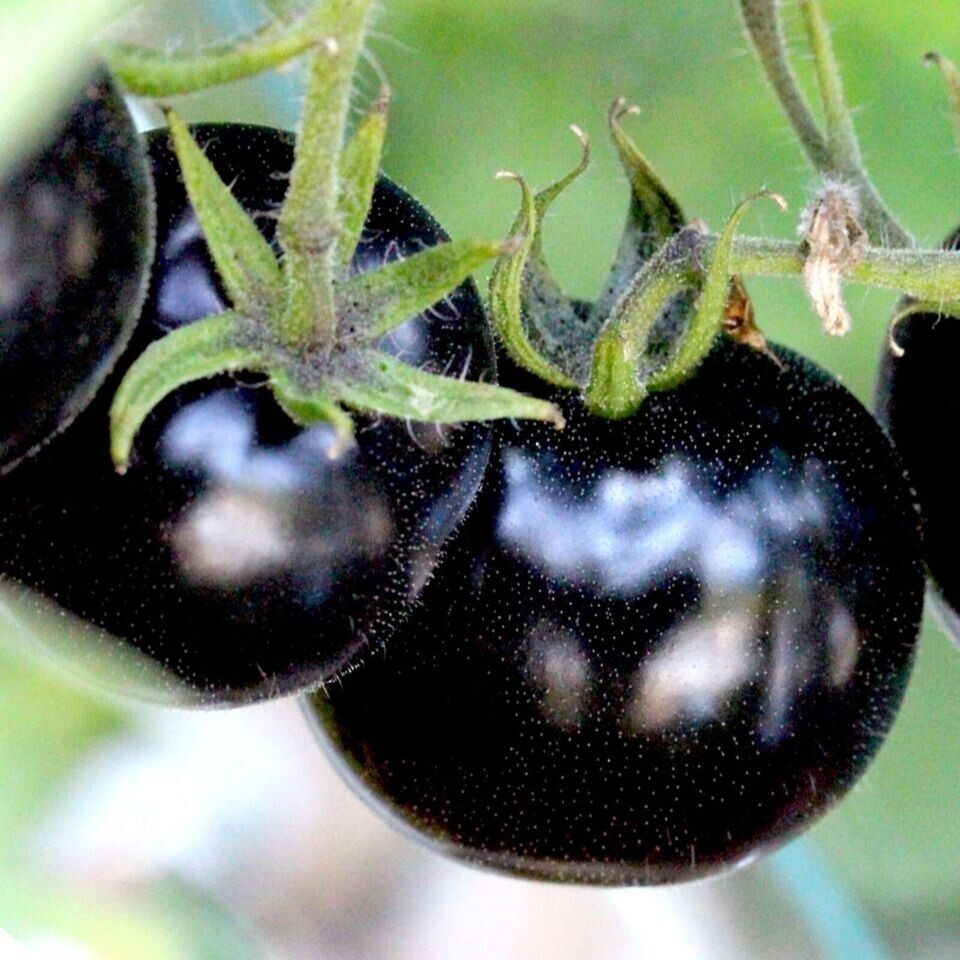 30+ EUROPEAN BLACK CHERRY TOMATO SEEDS – SWEET – HEIRLOOM -NON GMO – RARE -FRESH