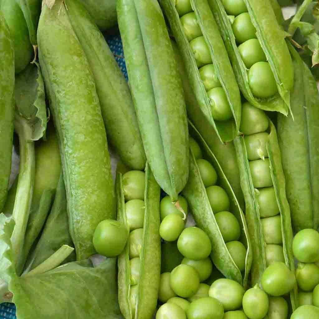Little Marvel Pea Seeds 25 Ct Pod Vegetable Garden HEIRLOOM NON-GMO USA