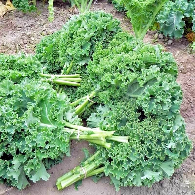 601+VATES Blue Curled Scotch KALE Seed Organic Spring Fall Garden Container Easy