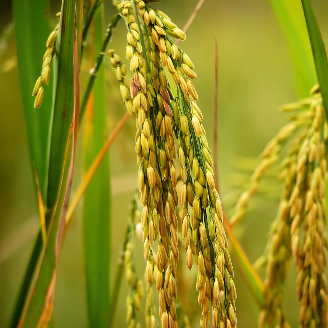 Fresh Thai White Jasmine Rice Seeds | Taiguo Xiang Mi | Heirloom Non-GMO | Grain