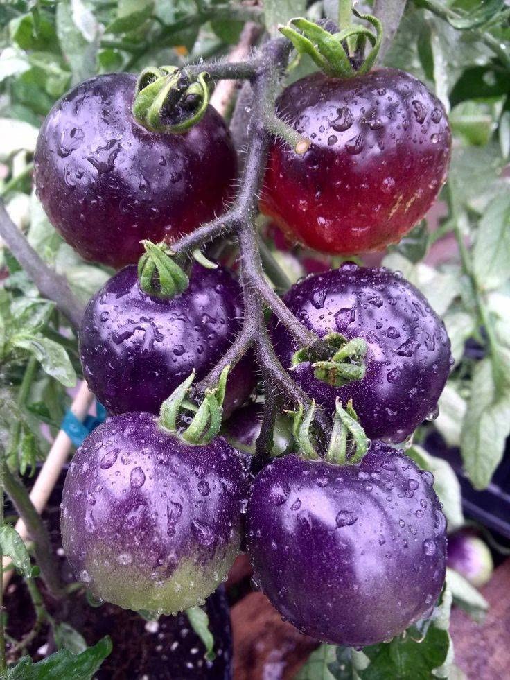 Purple Tomato Seeds 30+ Seeds 6-7oz Indeterminate – 100 Days to Ripen