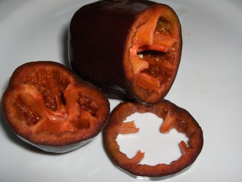 CHOCOLATE BEAUTY SWEET PEPPER SEEDS * 20 COUNT PKT. * SWEETEST PEPPER *