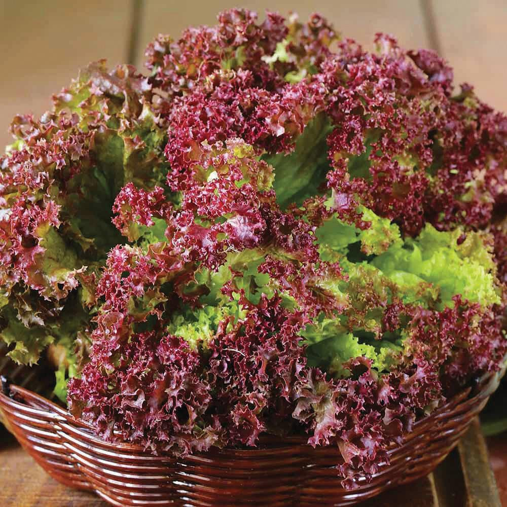 800 LOLLA ROSSO DARKY LEAF LETTUCE SEEDS FRESH FOR GARDENS US SELLER