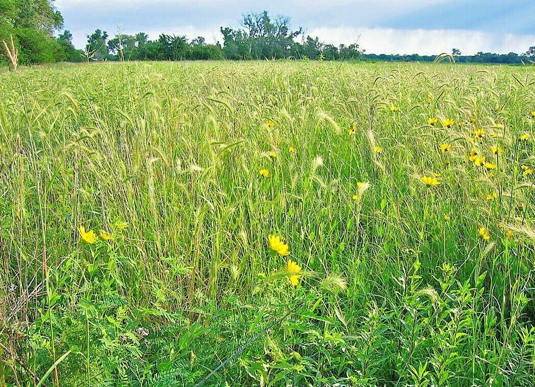 500+VIRGINIA EASTERN WILD RYE Grass Seeds Native Prairie Bunchgrass Spring Fall