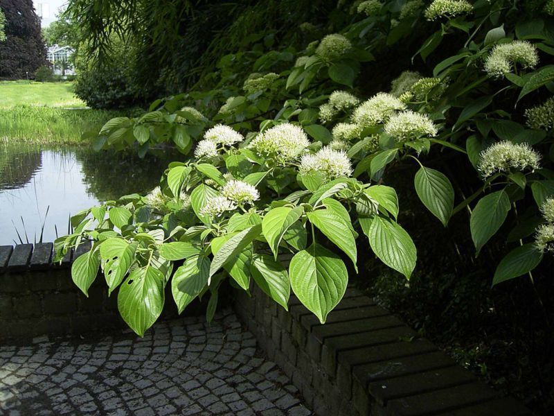 Giant Dogwood, Cornus controversa, Tree Seeds