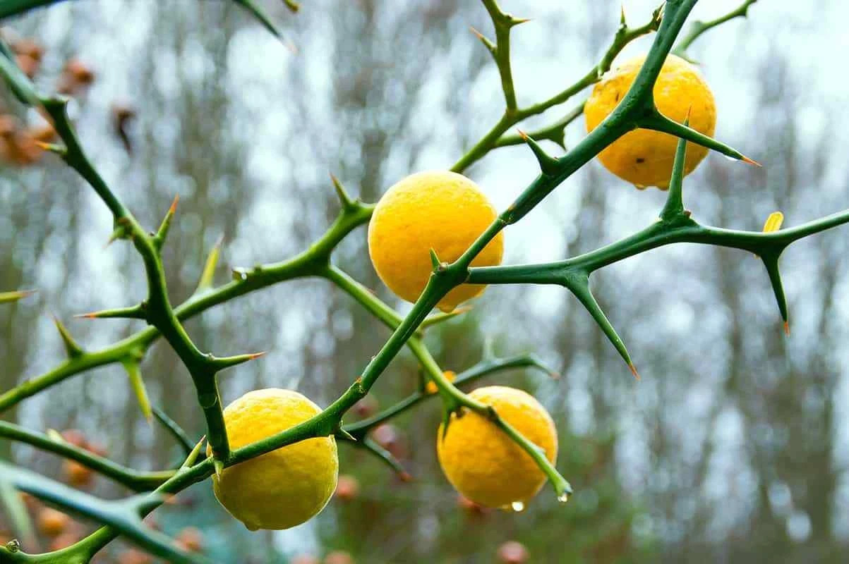 10+ Seeds Hardy Orange, Trifoliate Orange (Poncirus trifoliata) Hardy to Zone 5