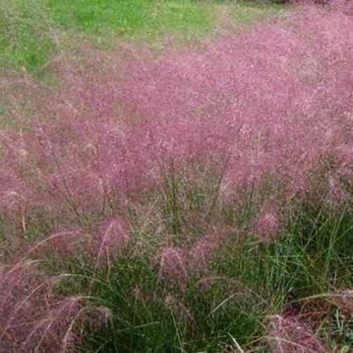 100 Seeds Pink Muhly Drought Tolerant Xeriscape Ornamental Grass Plant Seed