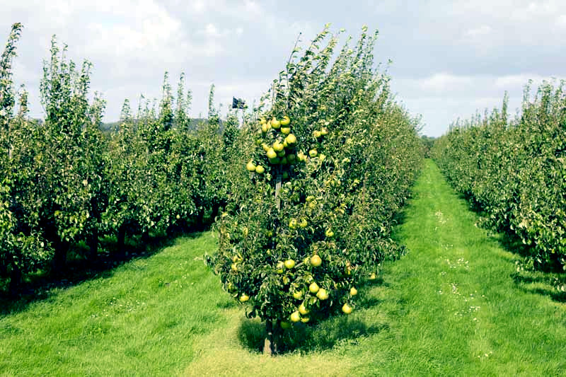 EUROPEAN PEAR TREE SEEDS (Pyrus Communis) Fast Hardy Fruit Flower Garden Plant